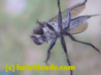 /home//u458753944/public_html/sourcegallery//Insects and small critters/flies (Diptera)/P1080175.JPG